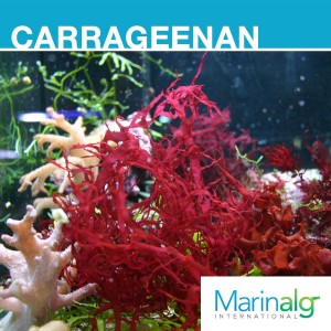Carrageenan Seaweed